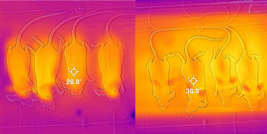 Thermal Stabilization of Mice During Gas Anesthesia